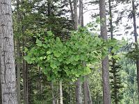  14. August 2010 - Samuels Ginkgo steht immer noch in seiner vollen Blätterpracht
